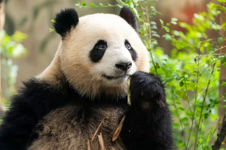 panda