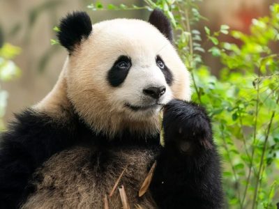 panda